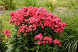 Phlox paniculata LUMINARY™ 'Sunset Coral'