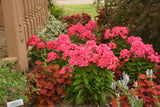 Phlox paniculata LUMINARY™ 'Sunset Coral'