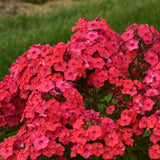 Phlox paniculata LUMINARY™ 'Sunset Coral'