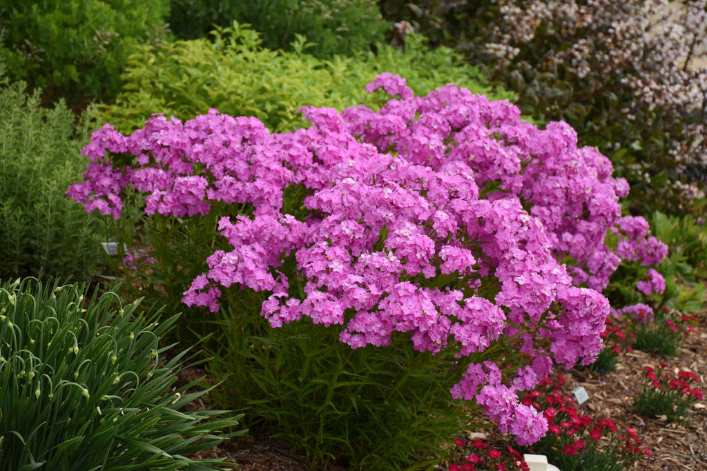 Phlox 'Opening Act Ultrapink' – Romence Gardens & Greenhouses