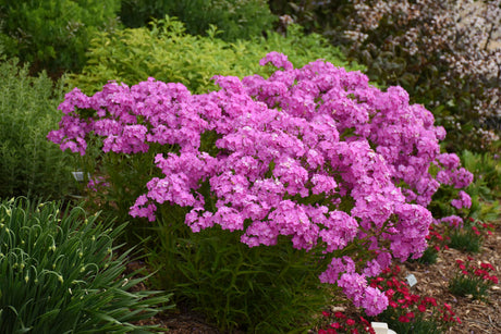 Phlox 'Opening Act Ultrapink'