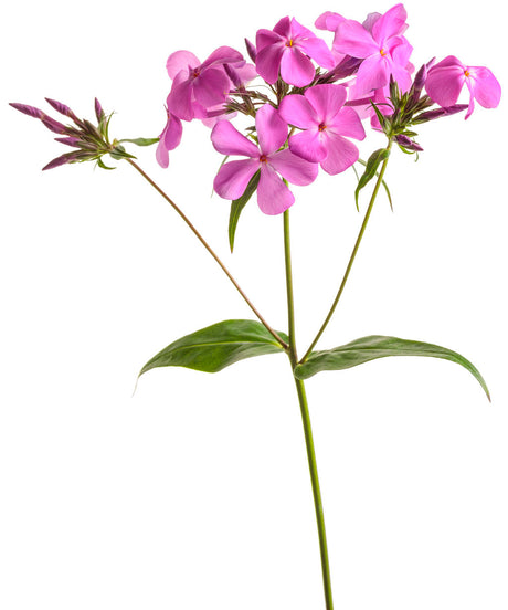 Phlox 'Opening Act Ultrapink'