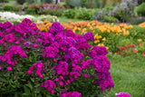 Phlox paniculata Luminary™ 'Ultraviolet'