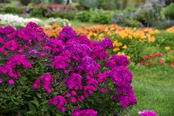Phlox paniculata Luminary™ 'Ultraviolet' – Romence Gardens & Greenhouses