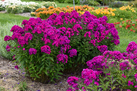 Phlox paniculata Luminary™ 'Ultraviolet'