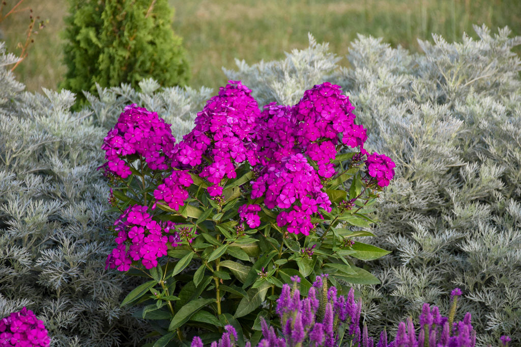 Phlox paniculata Luminary™ 'Ultraviolet'