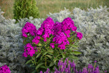 Phlox paniculata Luminary™ 'Ultraviolet'