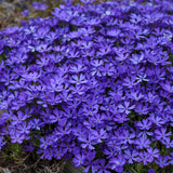 Phlox subulata 'Violet Pinwheels'