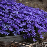 Phlox subulata 'Violet Pinwheels'