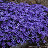 Phlox subulata 'Violet Pinwheels'