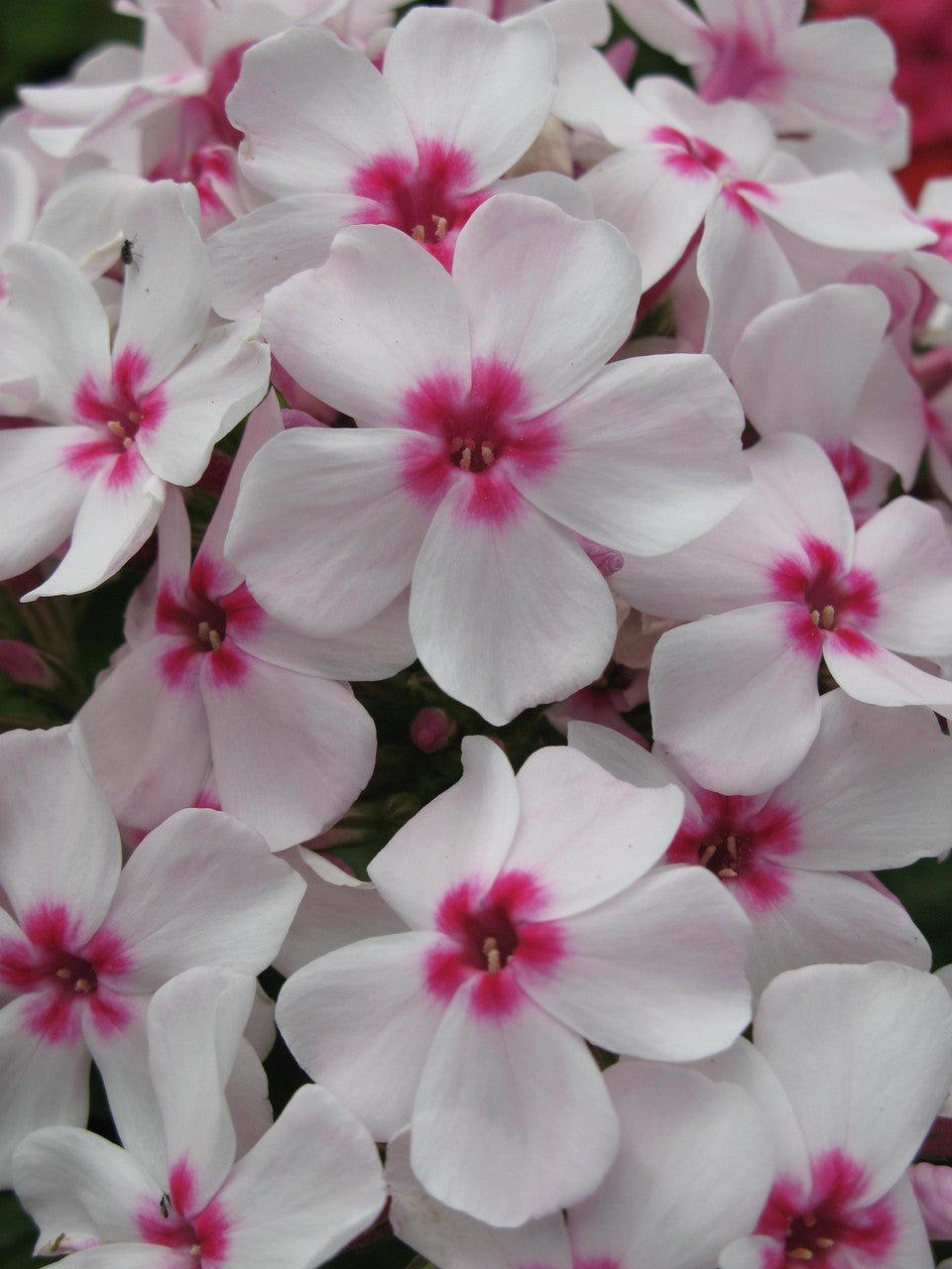 Phlox paniculata 'Flame™ White Eye'