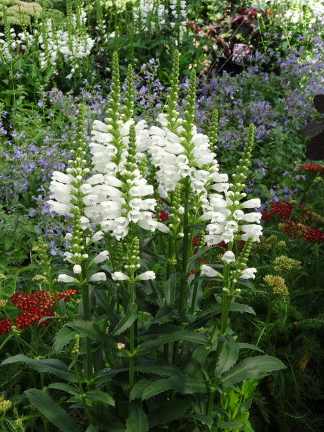 Physostegia virginiana 'Crystal Peak White'