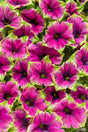 Petunia hybrid 'Supertunia® Picasso in Purple'