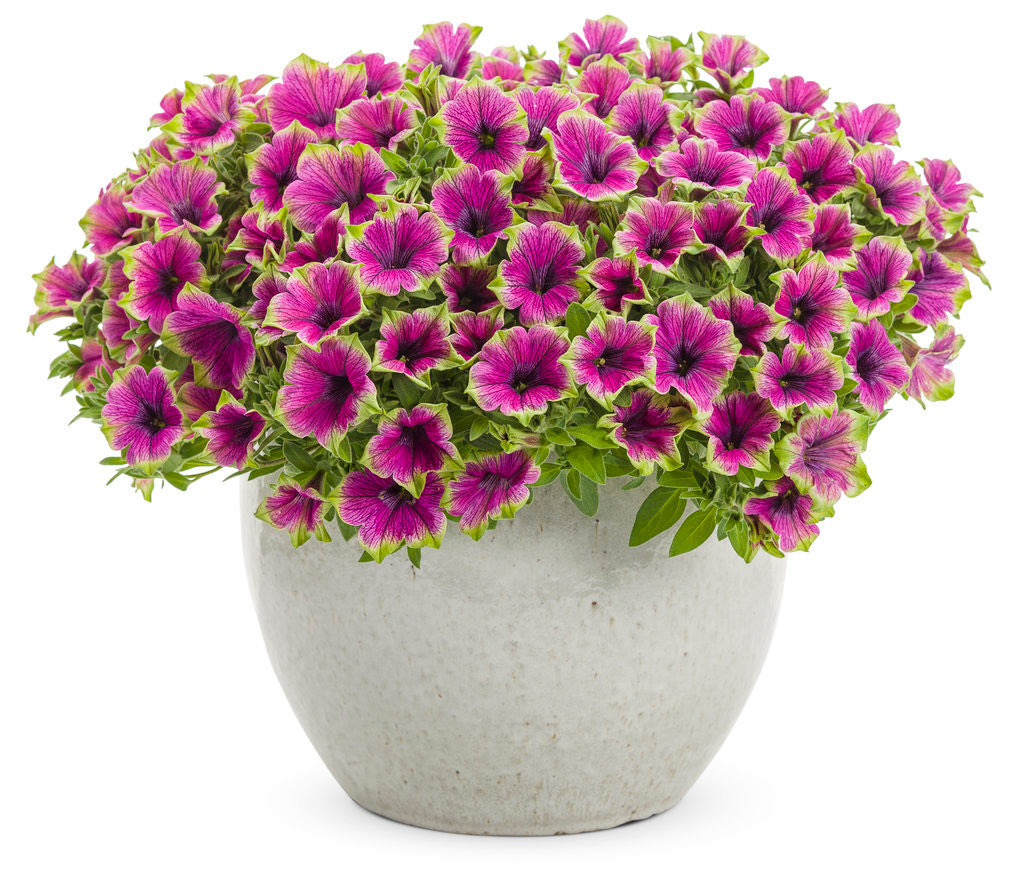 Petunia hybrid 'Supertunia® Picasso in Purple' in decorative pot