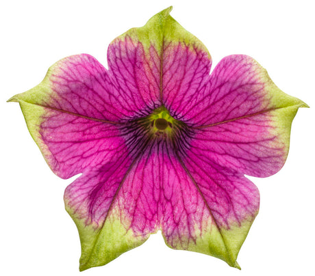 Petunia hybrid 'Supertunia® Picasso in Purple' flower