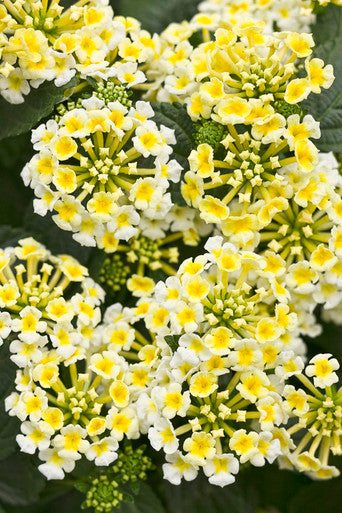 Lantana camara 'Luscious® Royale Piña Colada'