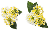 Lantana camara 'Luscious® Royale Piña Colada' flower