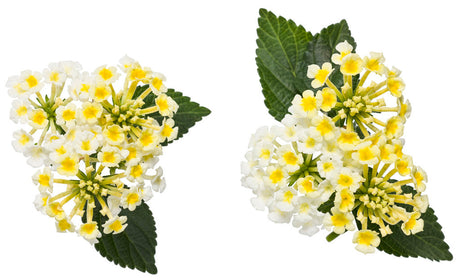 Lantana camara 'Luscious® Royale Piña Colada' flower