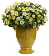 Lantana camara 'Luscious® Royale Piña Colada' in decorative pot