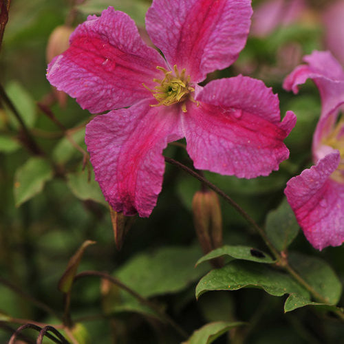 Clematis 'Pink Mink®'