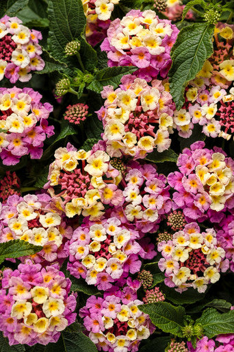 Lantana camara 'Luscious® Pinkberry Blend™' – Romence Gardens