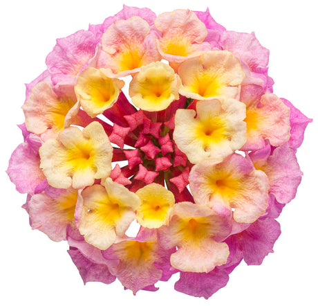 Lantana camara 'Luscious® Pinkberry Blend™' flower