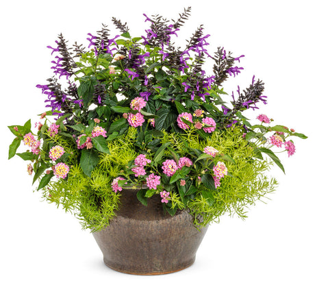 Lantana camara 'Luscious® Pinkberry Blend™' combination