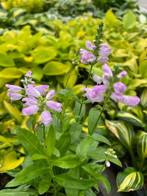 Physostegia virginiana 'Pink Manners'