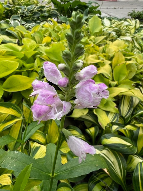 Physostegia virginiana 'Pink Manners'