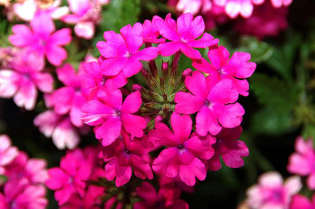 Verbena hybrid 'Superbena® Pink Shades' close up