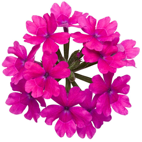 Verbena hybrid 'Superbena® Pink Shades'