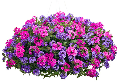 Verbena hybrid 'Superbena® Pink Shades' combination