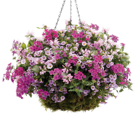 Verbena hybrid 'Superbena® Pink Shades' combination