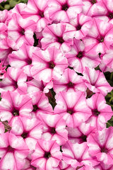 Petunia hybrid 'Supertunia Mini Vista® Pink Star'