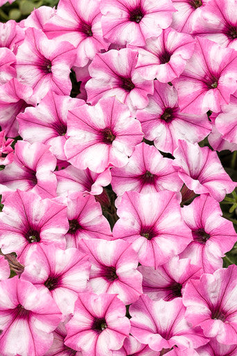 Petunia hybrid 'Supertunia Mini Vista® Pink Star' – Romence