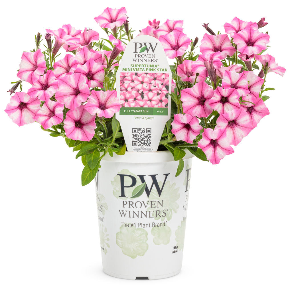 Petunia hybrid 'Supertunia Mini Vista® Pink Star' – Romence