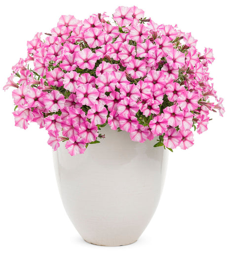 Petunia hybrid 'Supertunia Mini Vista® Pink Star' in decorative pot