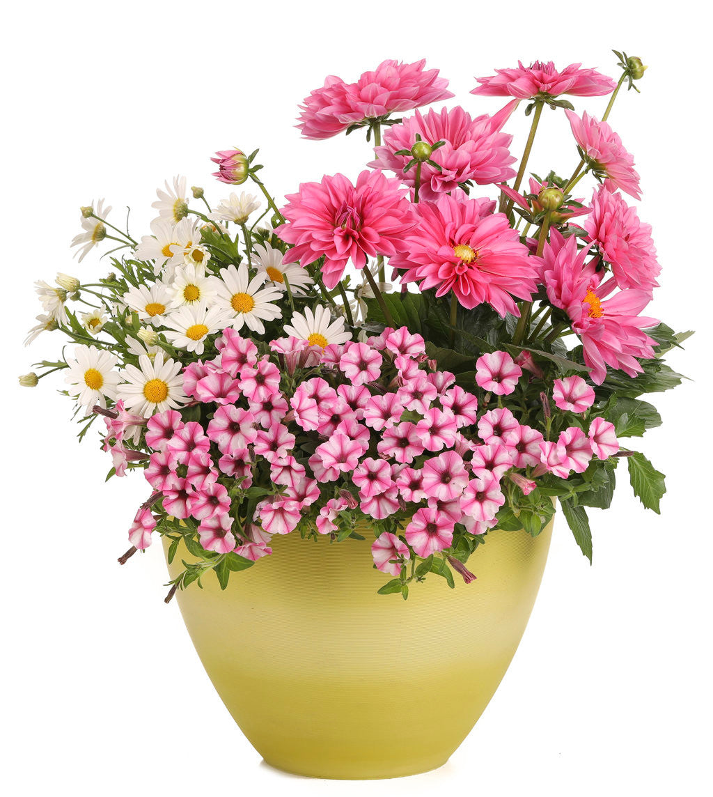 Petunia hybrid 'Supertunia Mini Vista® Pink Star' – Romence