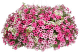 Petunia hybrid 'Supertunia Mini Vista® Pink Star' combination