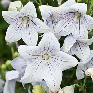 Platycodon grandiflorus 'Fairy Snow'