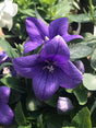 Platycodon grandiflorus 'Pop Star™ 'Blue'