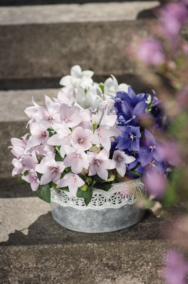 Platycodon grandiflorus 'Pop Star™ Pink'