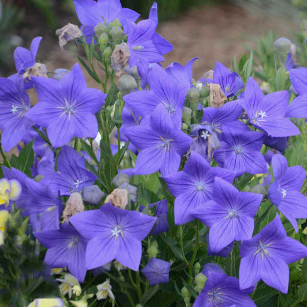 Platycodon grandiflorus 'Sentimental Blue'