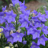 Platycodon grandiflorus 'Sentimental Blue'