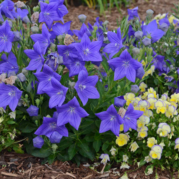 Platycodon grandiflorus 'Sentimental Blue'