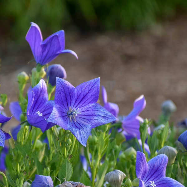 Platycodon grandiflorus 'Sentimental Blue'