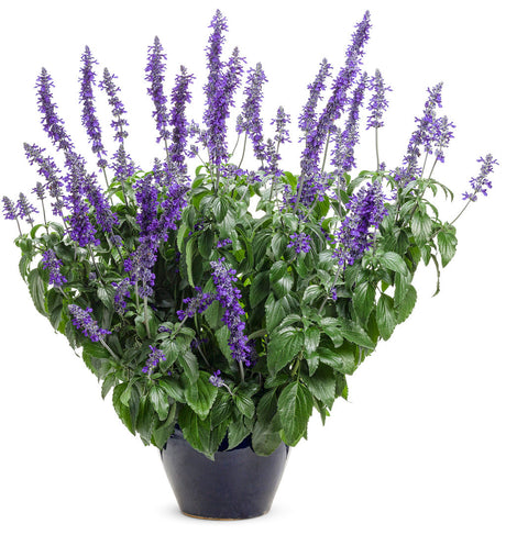 Salvia 'Rockin'® Playin' the Blues®' in decorative pot