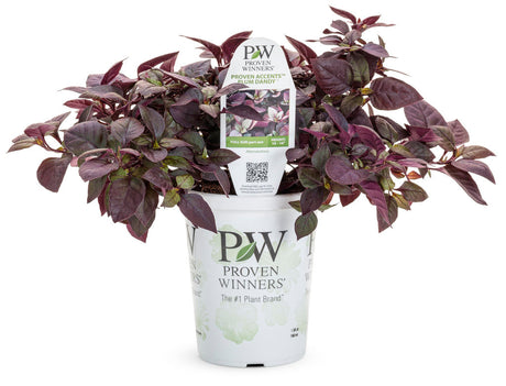 Alternanthera hybrid 'Proven Accents® Plum Dandy™' in grower pot