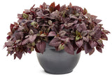 Alternanthera hybrid 'Proven Accents® Plum Dandy™' in decorative pot