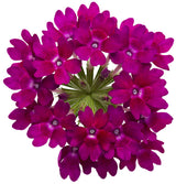 Verbena hybrid 'Superbena Royale® Plum Wine' flower